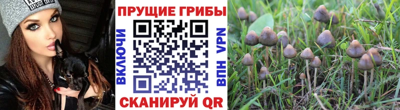 Галлюциногенные грибы прущие грибы  Райчихинск 